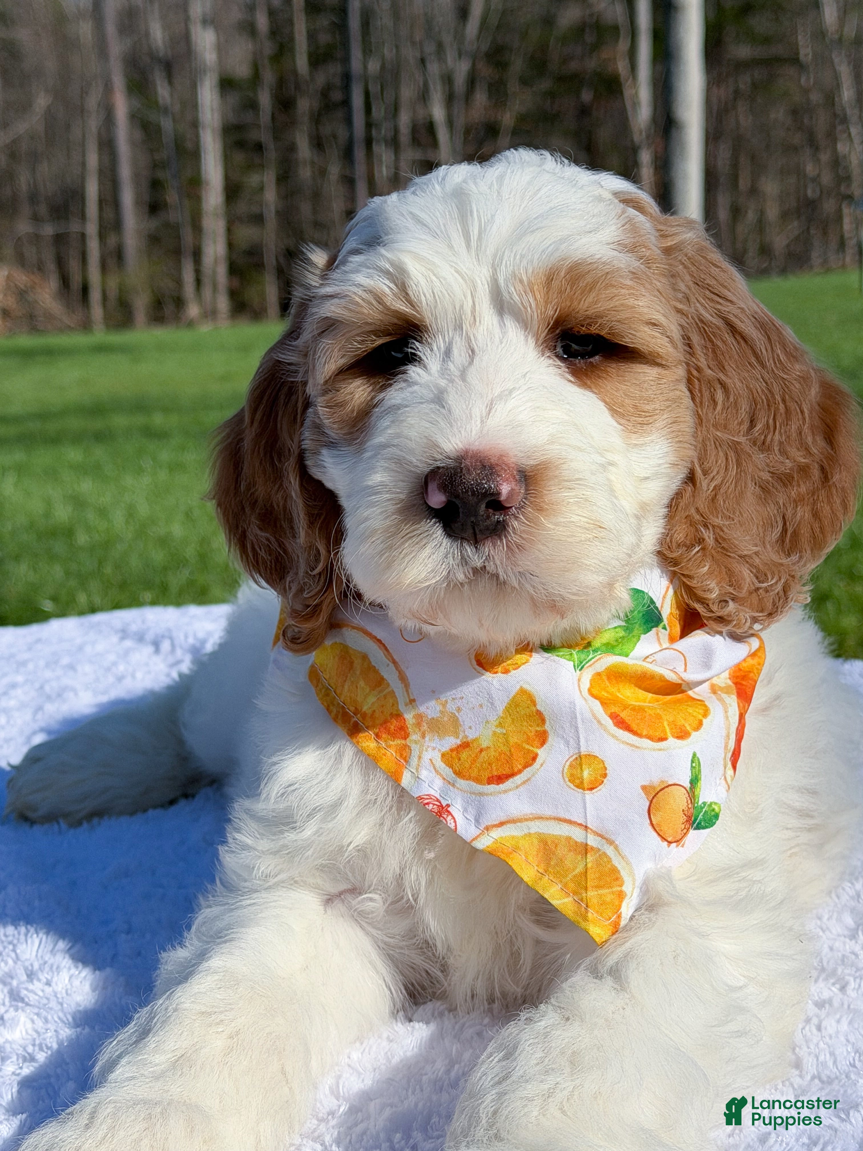 Goldendoodle dogs Knox - Ad 2