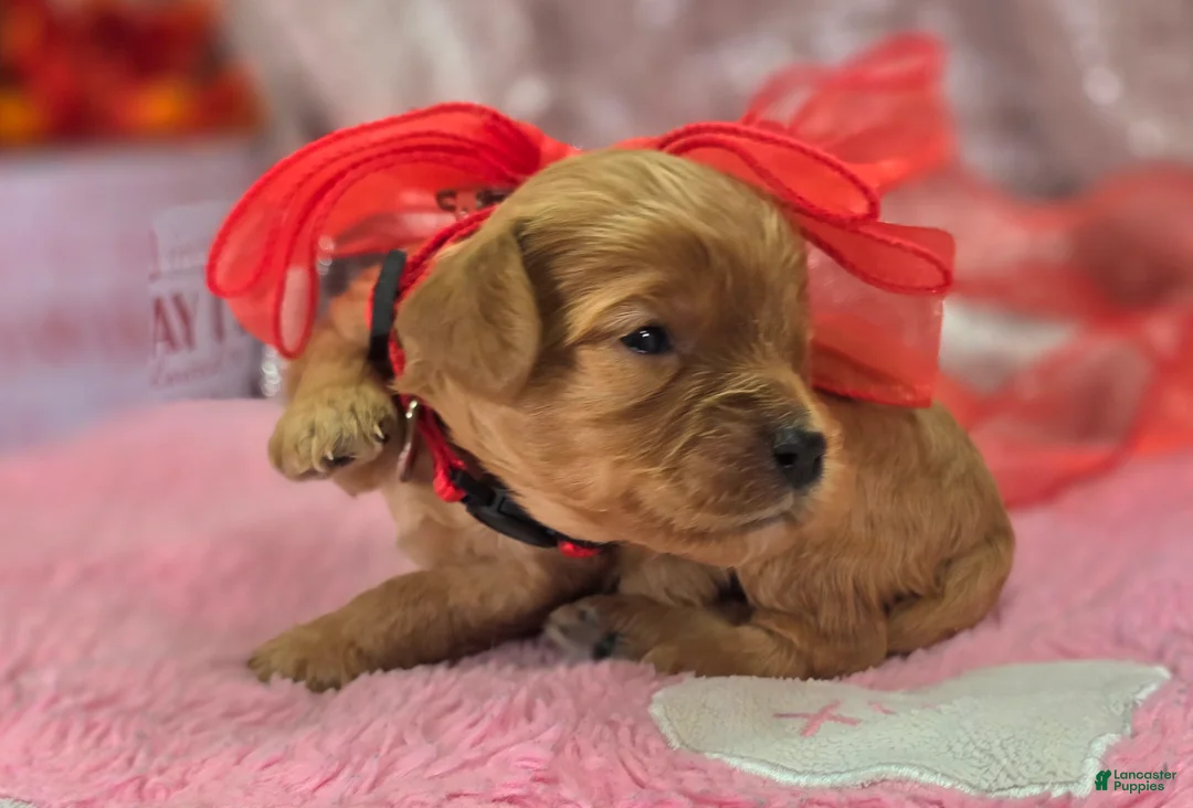 Cavapoo dogs for sale: Slate - Ad 2