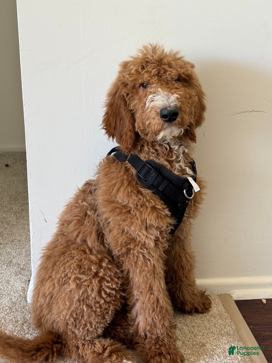 Gallery Image {{count}}