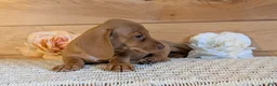 Miniature Dachshund dogs for sale: Hudson - Ad 7