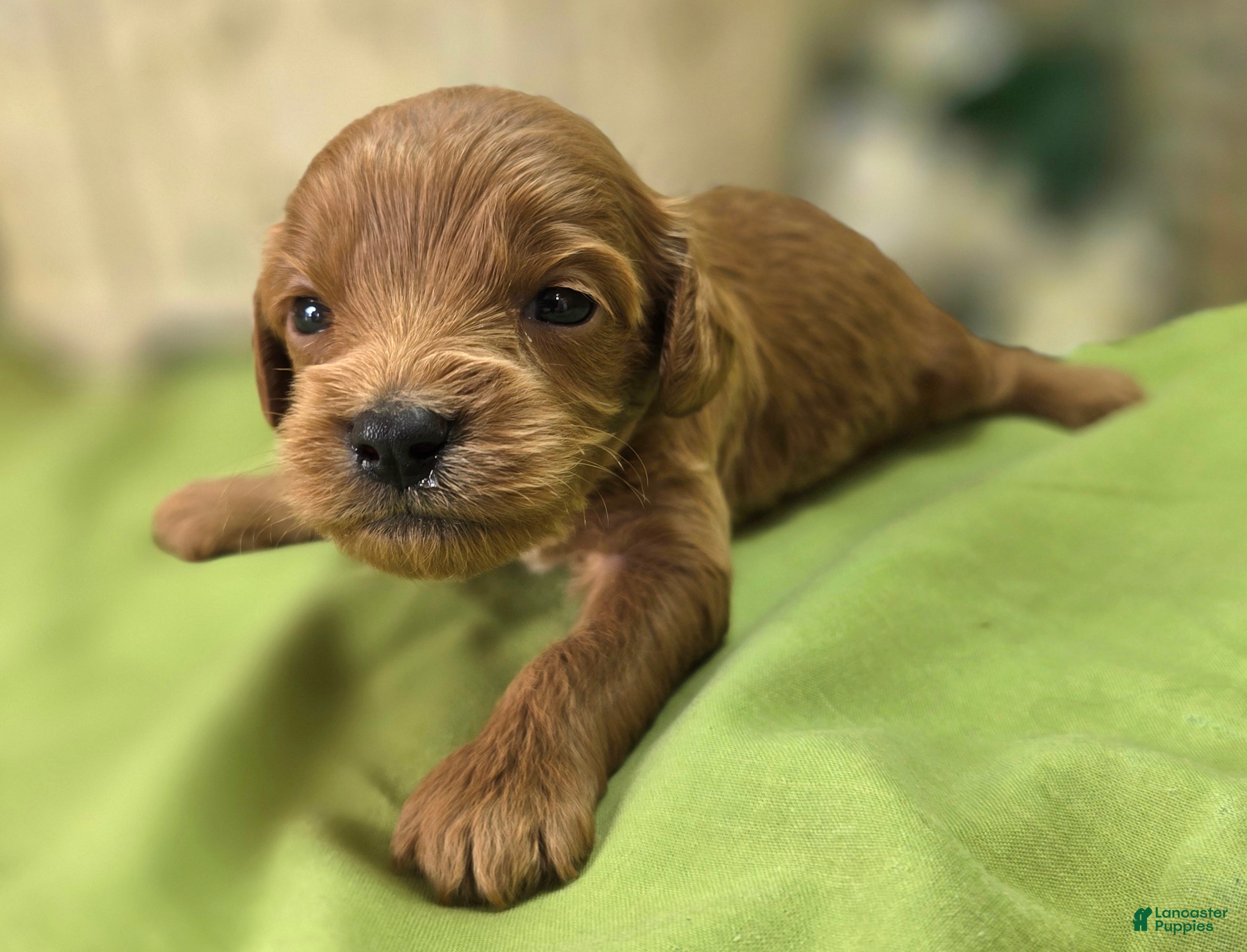 Cavapoo dogs Grub - Ad 23