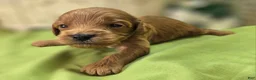 Cavapoo dogs for sale: Grub - Ad 27