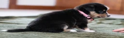 Mixed Breed dogs for sale: Star - Ad 5