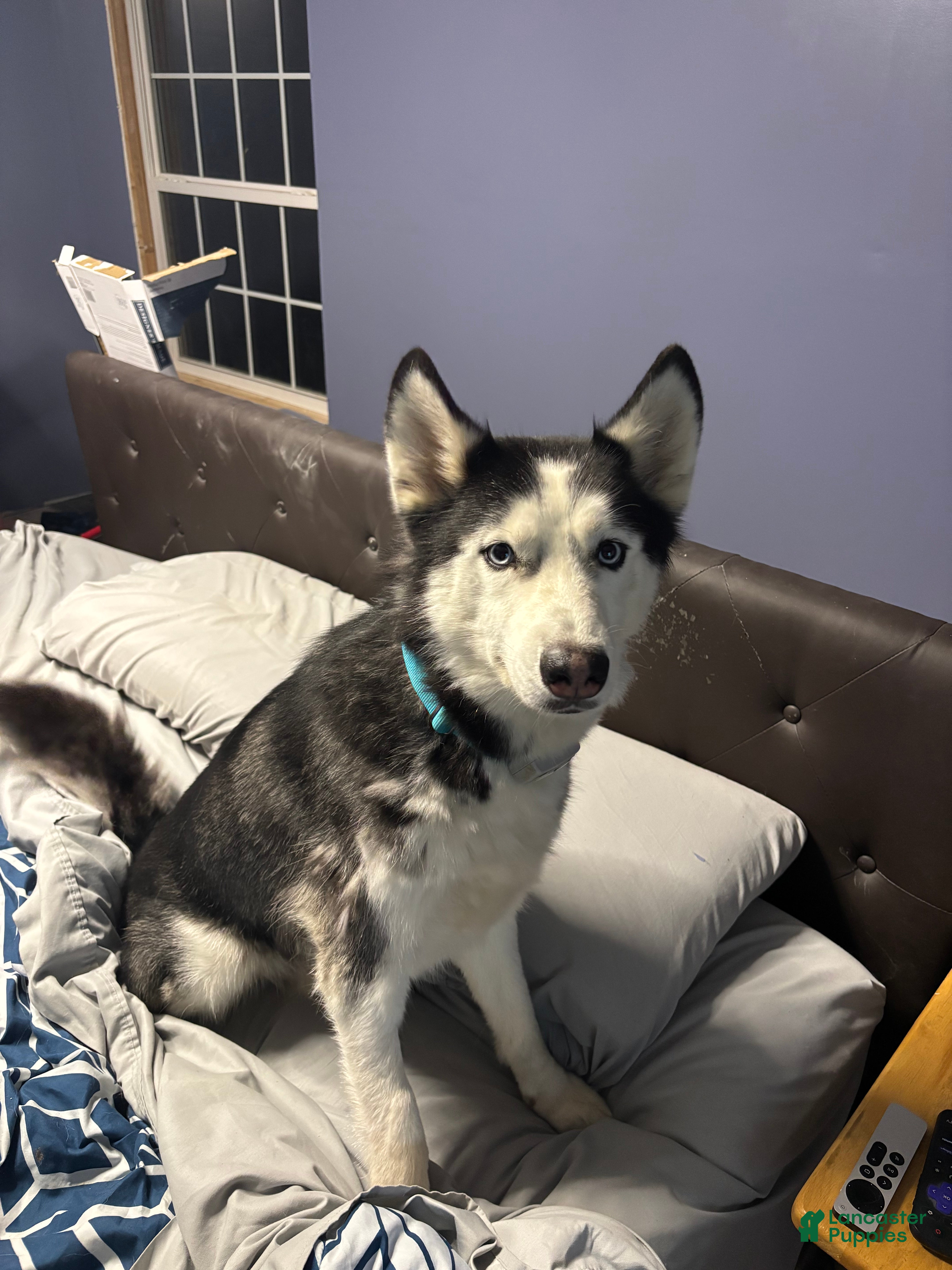 Denali