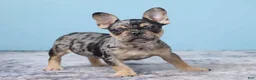 French Bulldog dogs for sale: Buddy Boy - Ad 5