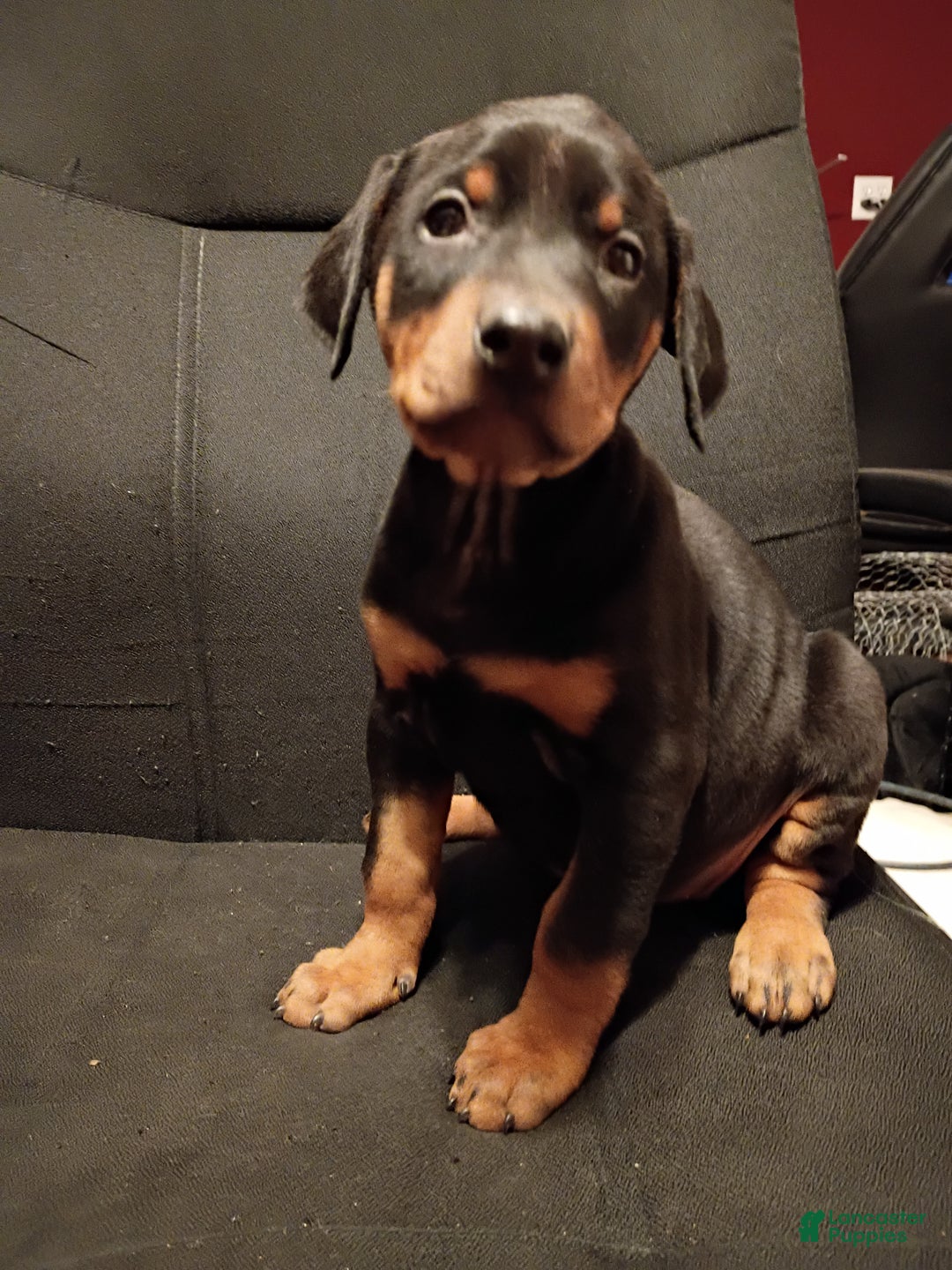 Doberman Pinscher dogs for sale: Zelda - Ad 2