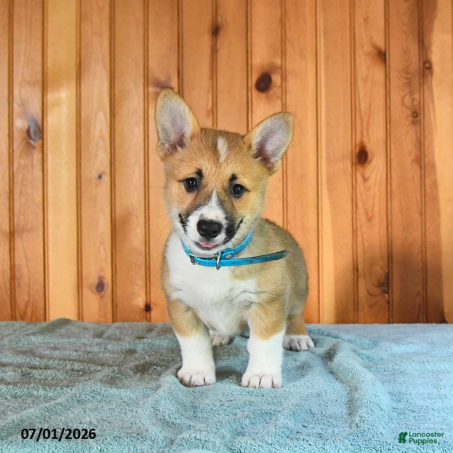 Welsh Corgi Pembroke dogs Jodi - Ad 1