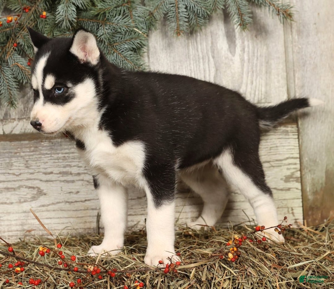 Siberian Husky dogs for sale: Noel - Ad 3