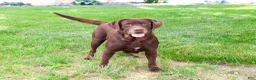 Labrador Retriever dogs for sale: Reba - Ad 2