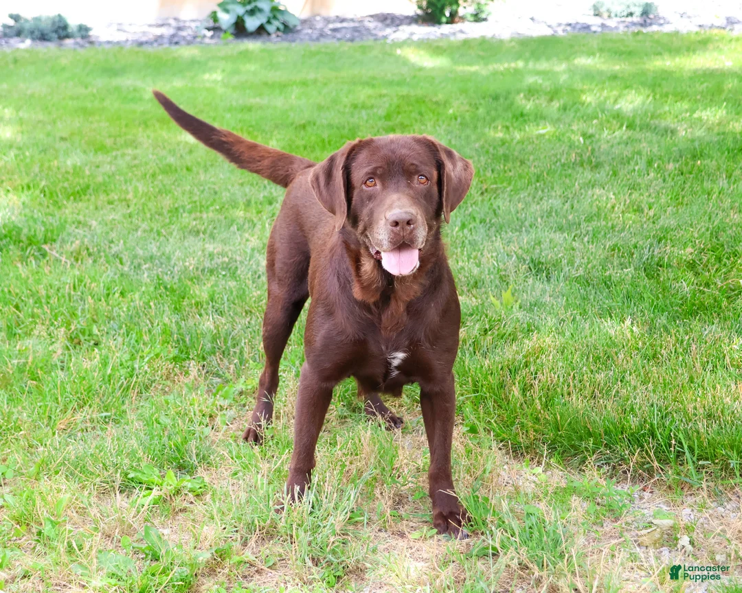 Labrador Retriever dogs for sale: Reba - Ad 2