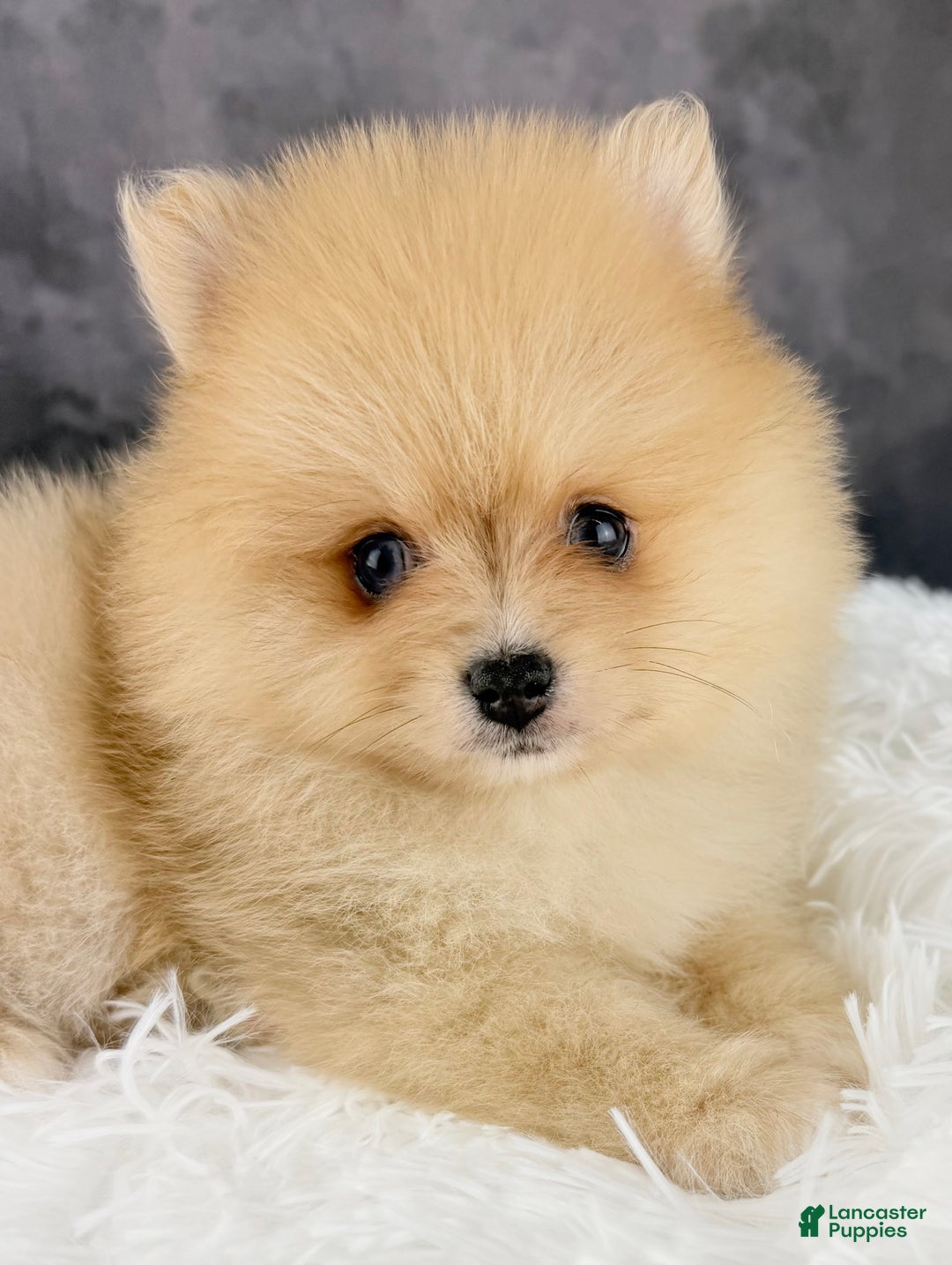 Pomeranian dogs for sale: Pomeranian Puppy 2 - Ad 6