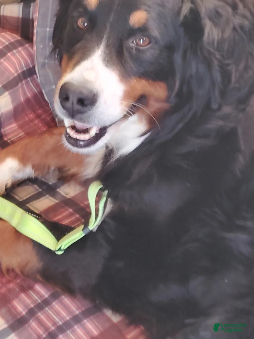 Bernese Mountain Dog dogs for sale: Daisy - Ad 3