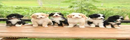 Mini Bernedoodle dogs for sale: Zeus - Ad 3