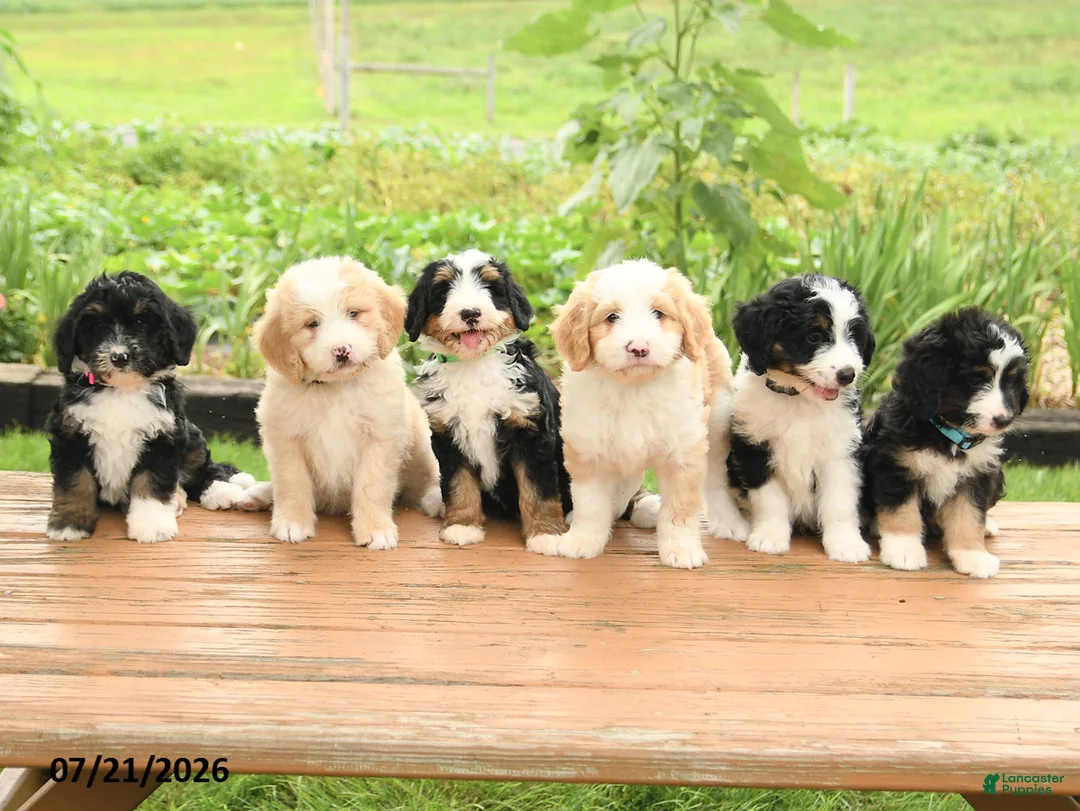 Mini Bernedoodle dogs for sale: Zeus - Ad 3