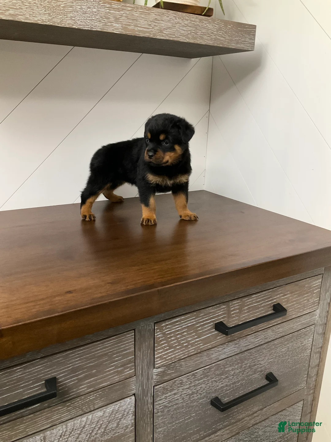 Rottweiler dogs for sale: Rottweiler Puppy 1 - Ad 5