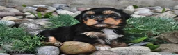 Shorkie dogs for sale: Shelli - Ad 3