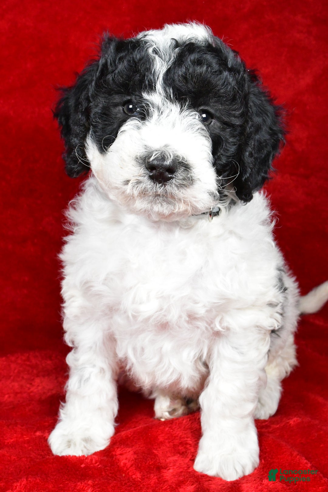 Mixed Breed dogs for sale: Sophie  - Ad 8