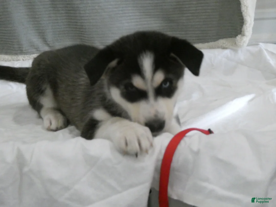 Gerberian Shepsky dogs for sale: Sentry - Ad 1