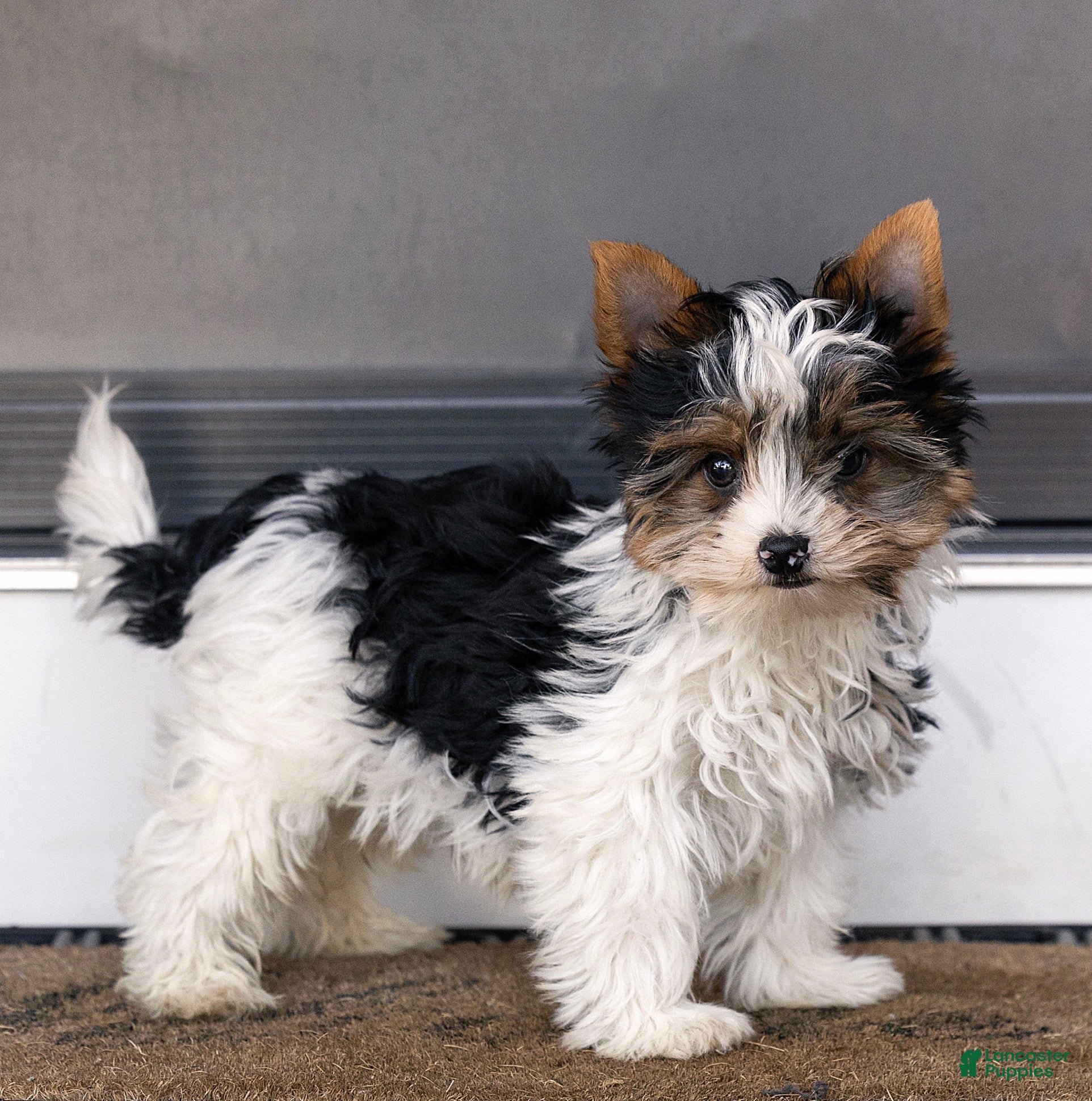 Biewer Terrier dogs for sale: Bennie Biewer Terrier  - Ad 2