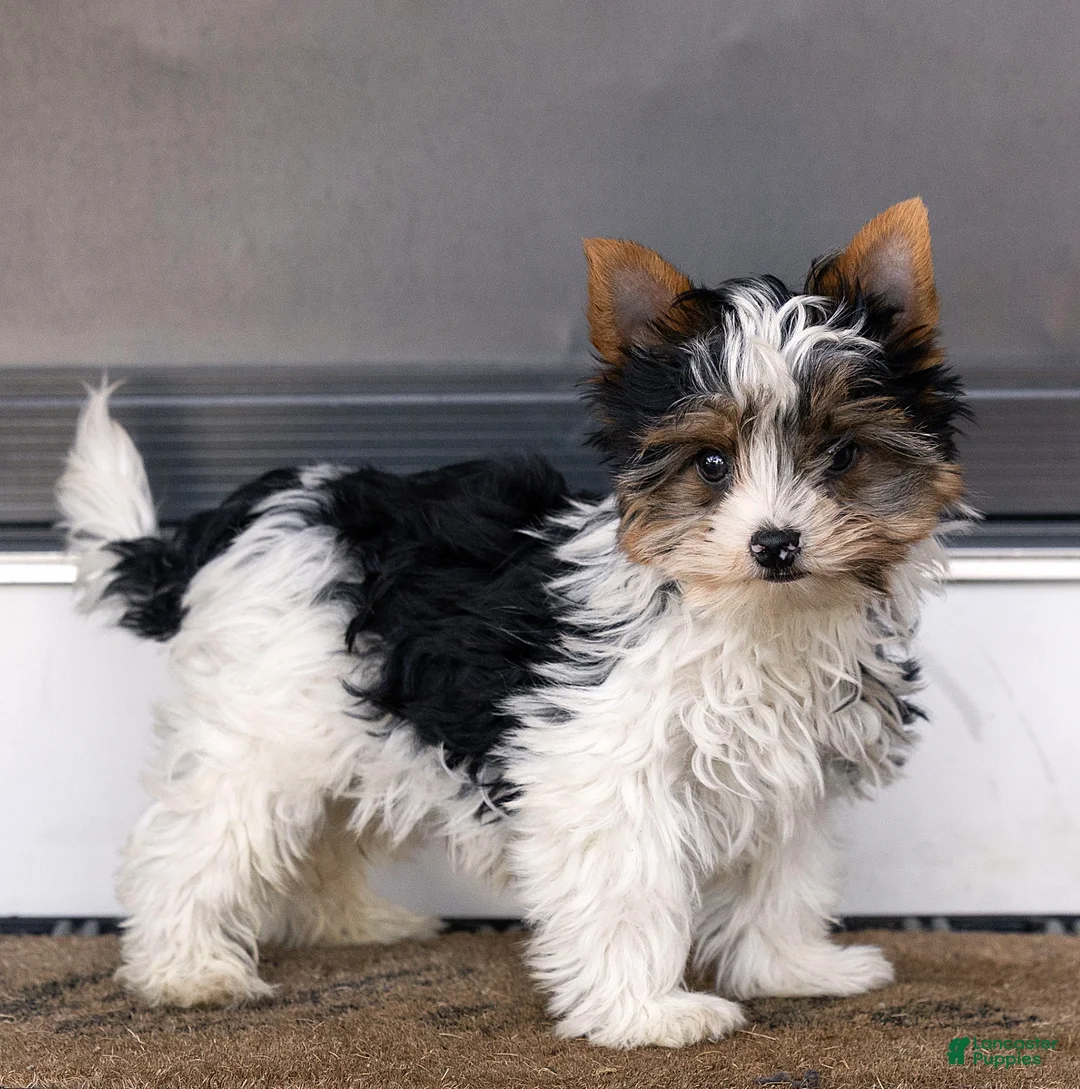 Biewer Terrier dogs for sale: Bennie Biewer Terrier  - Ad 2
