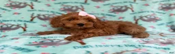 Cockapoo dogs for sale: Remi - Ad 4