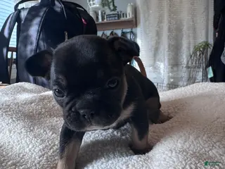 French Bulldog dogs for sale: French Bulldog Puppy 5 - Ad 4