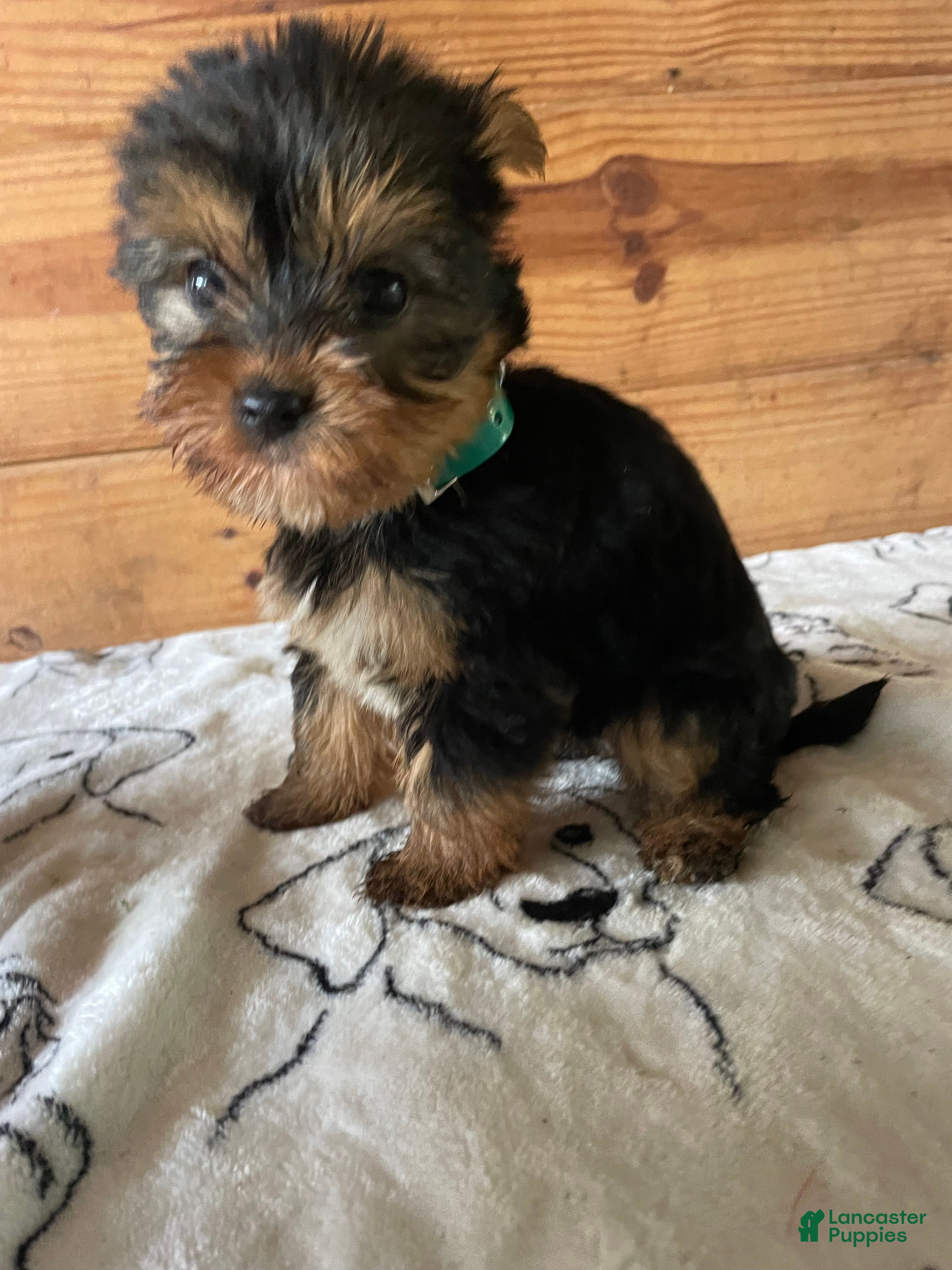 Yorkshire Terrier dogs for sale: Oliver - Ad 41