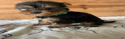 Yorkshire Terrier dogs for sale: Oliver - Ad 1