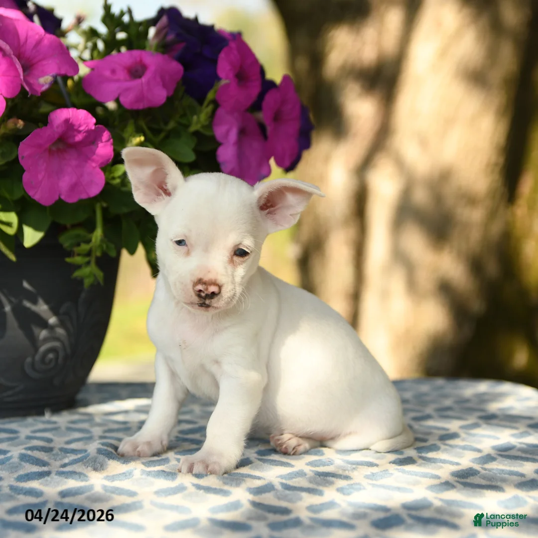 Chihuahua dogs for sale: Ronald - Ad 10