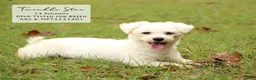 Bichon Frise dogs for sale: Tina - Ad 3
