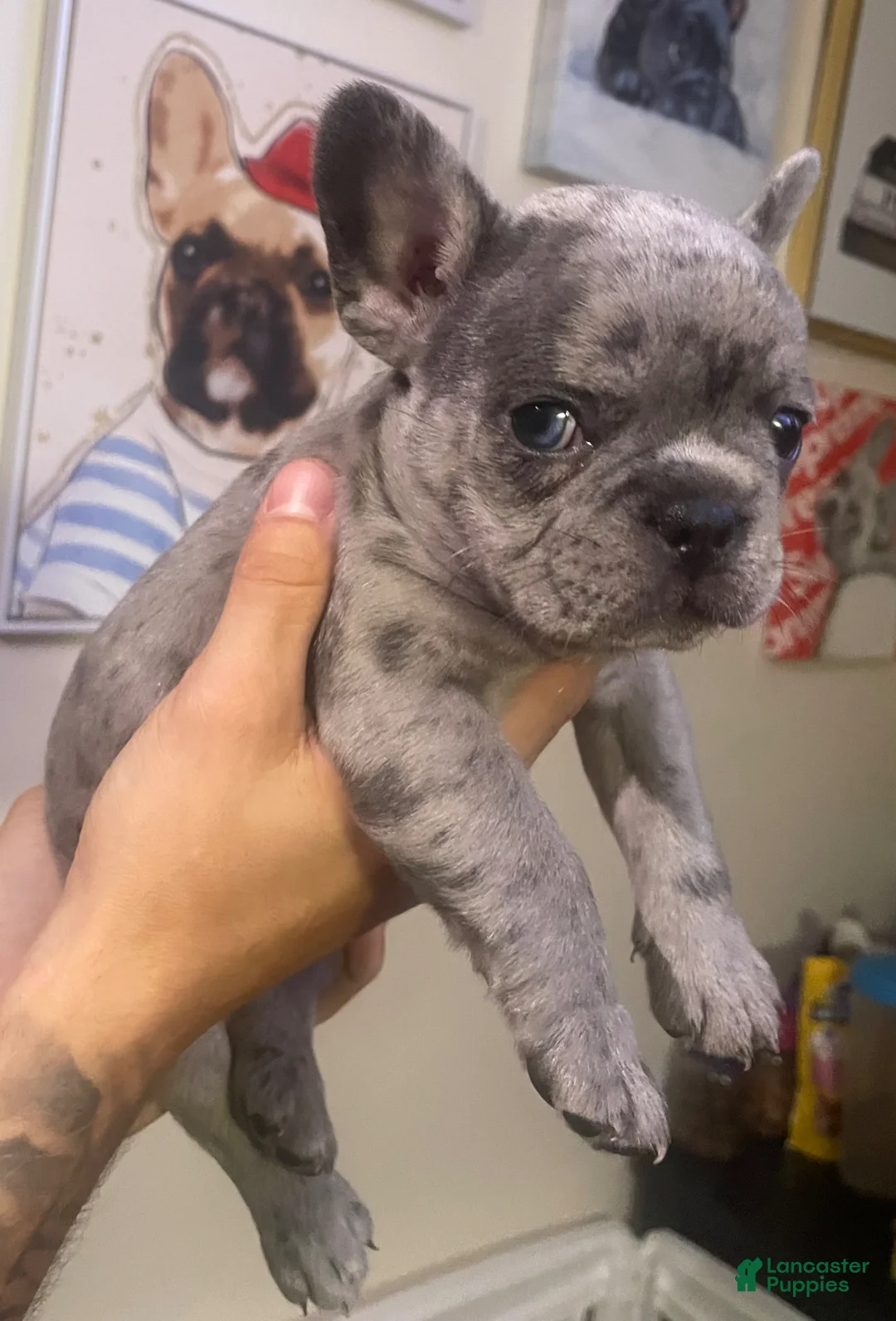 French Bulldog dogs for sale: French Bulldog Puppy 1 - Ad 2