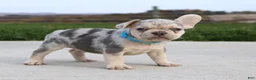 French Bulldog dogs for sale: Rigby - Ad 3