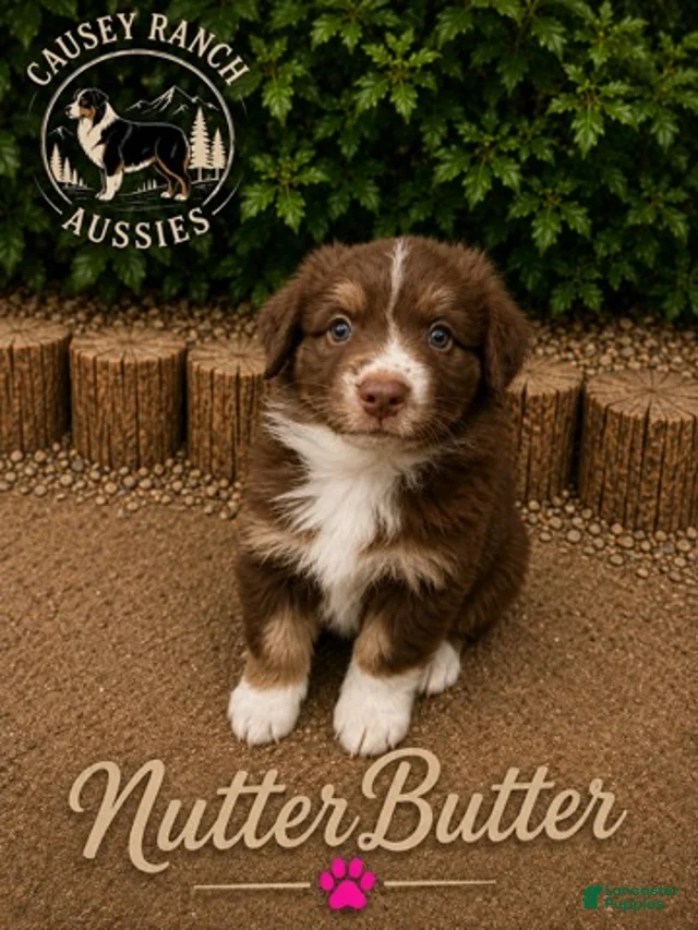 Nutter Butter — Female Australian Shepherd for sale in Gadsden ...