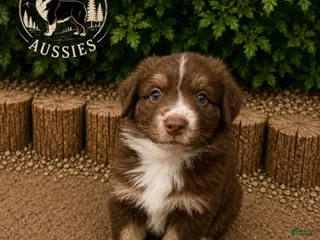 Australian Shepherd dogs for sale: Nutter Butter — Female - Ad 4