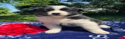 Pomsky dogs for sale: Kiwi - Ad 2