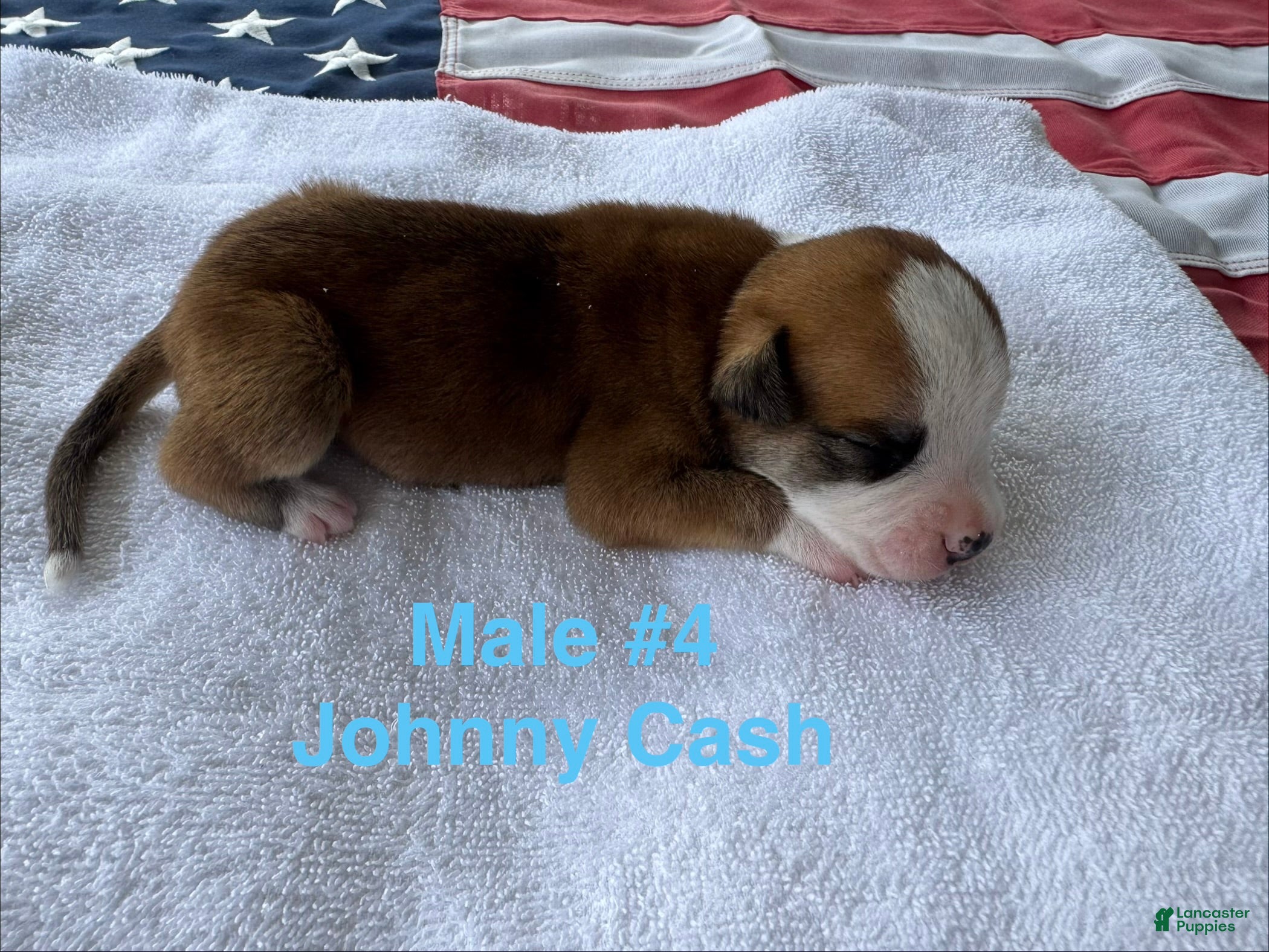 American Bulldog dogs Johnny Cash/ Male #4 - Ad 6