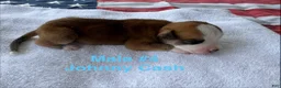 American Bulldog dogs for sale: Dolly Parton/ Female #1 - Ad 15