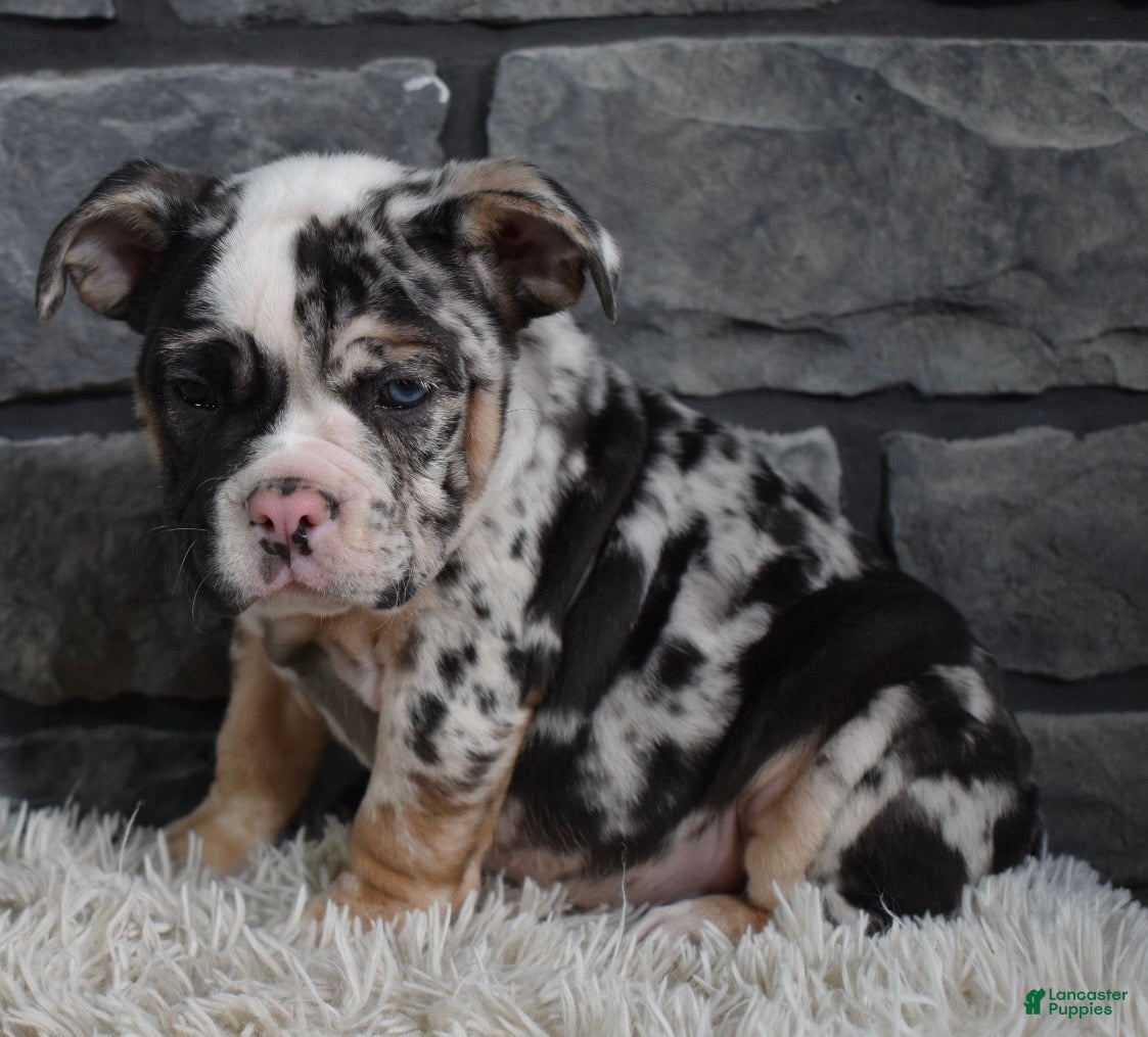 Mixed Breed dogs  Bonnie - Ad 21