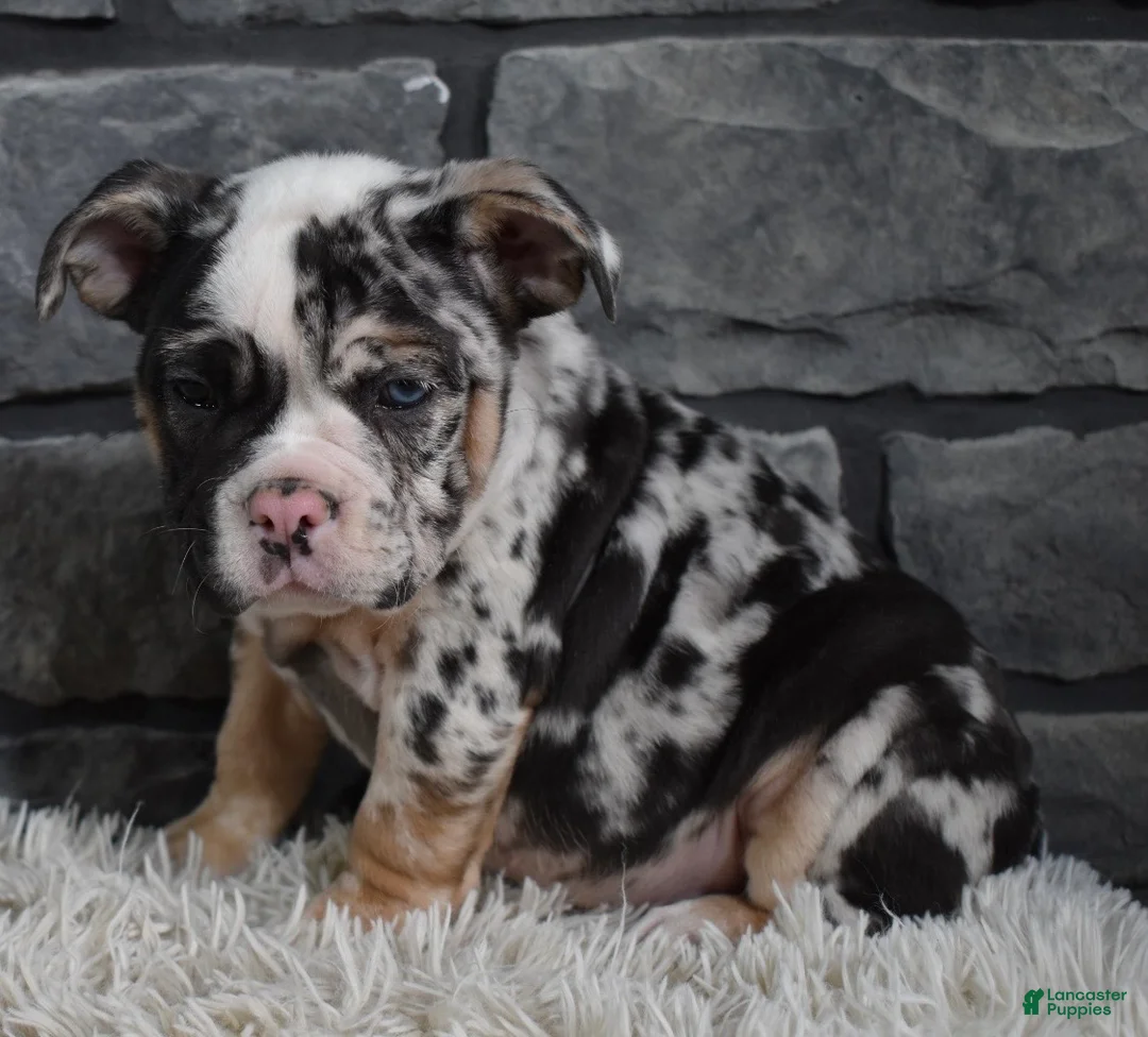 Mixed Breed dogs for sale:  Bonnie - Ad 1