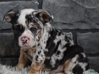 Mixed Breed dogs Bonnie - Ad 21