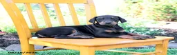 Doberman Pinscher dogs for sale: Tristan - Ad 3