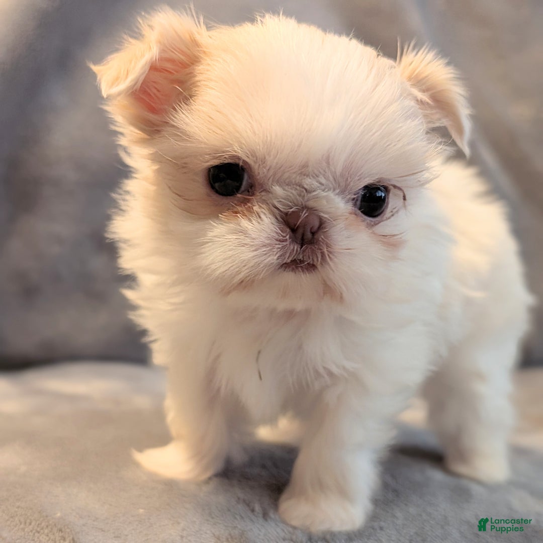 Shih Tzu dogs for sale: Hummingbird - Ad 6