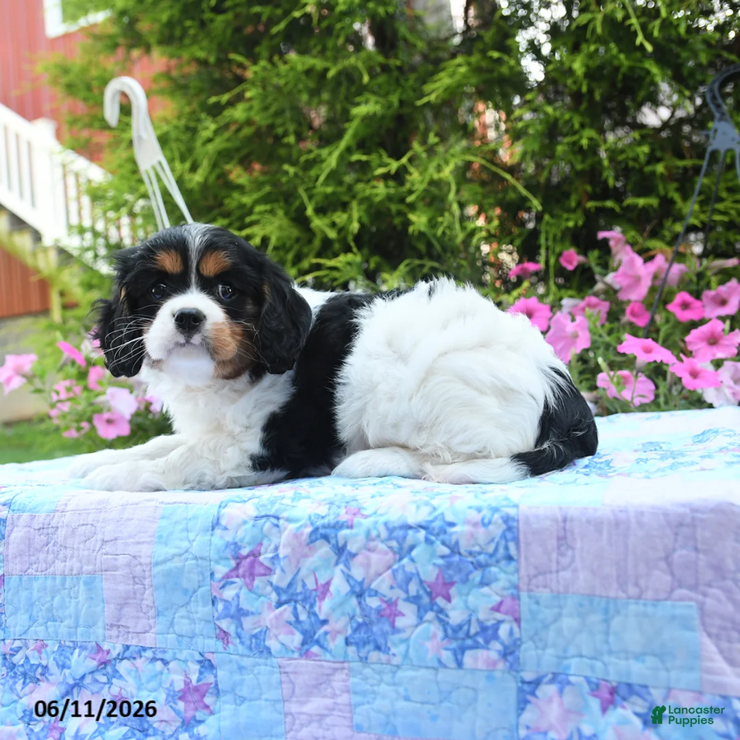 Cavalier King Charles Spaniel dogs for sale: Athena - Ad 2