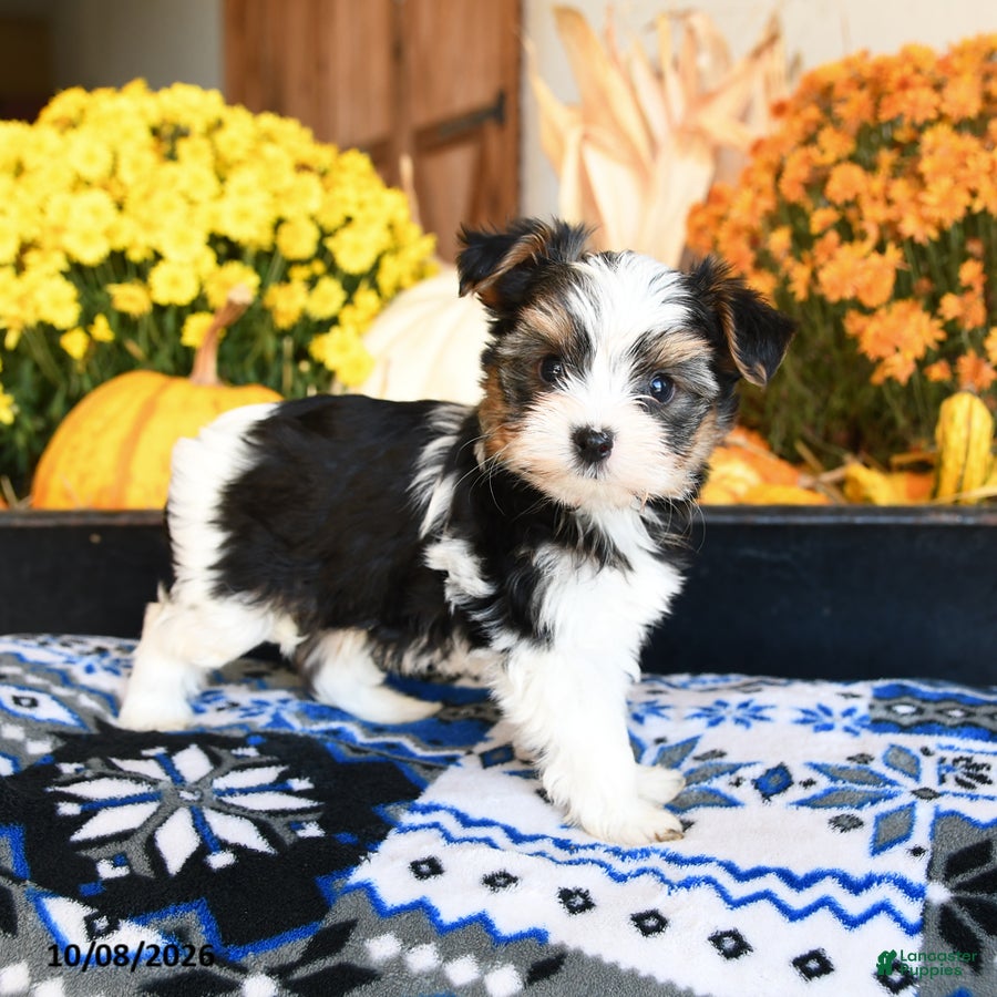 Shorkie dogs Waffles - Ad 2