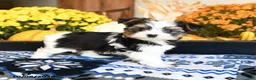 Shorkie dogs for sale: Waffles - Ad 2