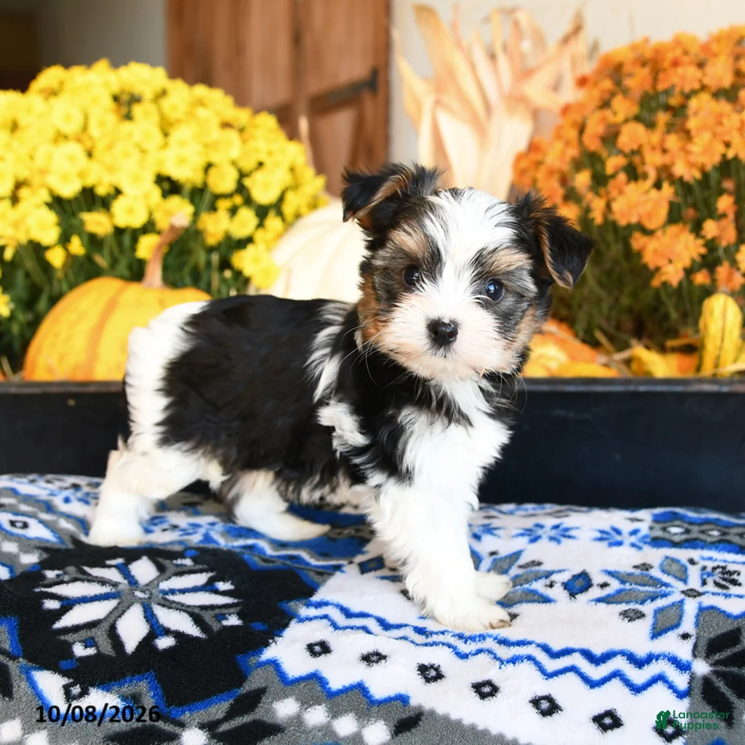 Shorkie dogs for sale: Waffles - Ad 2