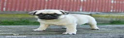 Pug dogs for sale: Lucky - Ad 5
