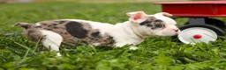 Frenchton dogs for sale: BELLA - Ad 9