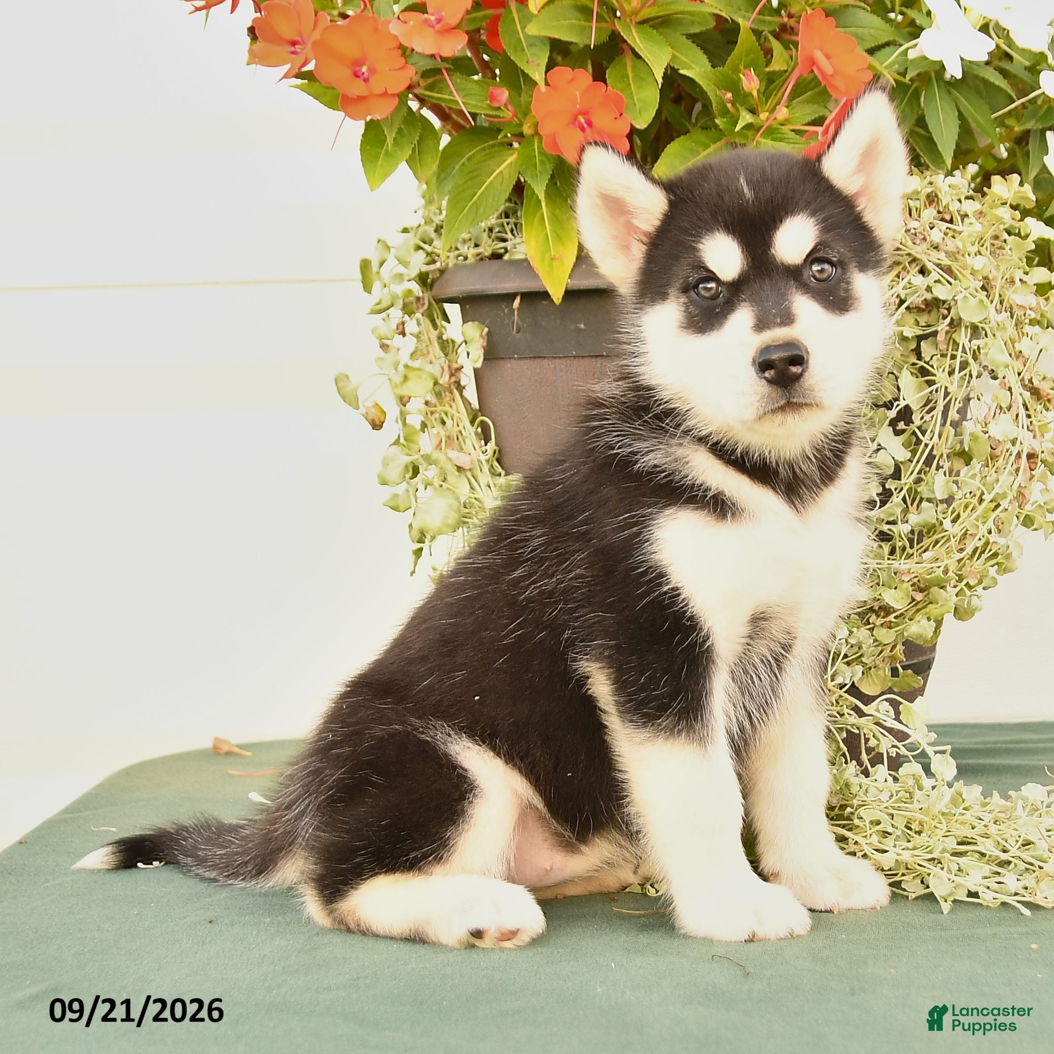 Alaskan Malamute dogs Clara - Ad 2