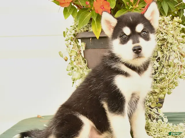 Alaskan Malamute dogs for sale: Clara - Ad 2